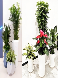 宁波奉化植物租赁，价格超实惠，绿植装点美好生活！