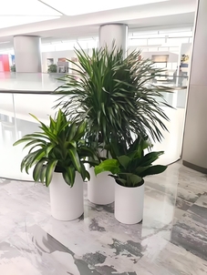 惊！宁波江北植物出租价格竟如此……><div class=